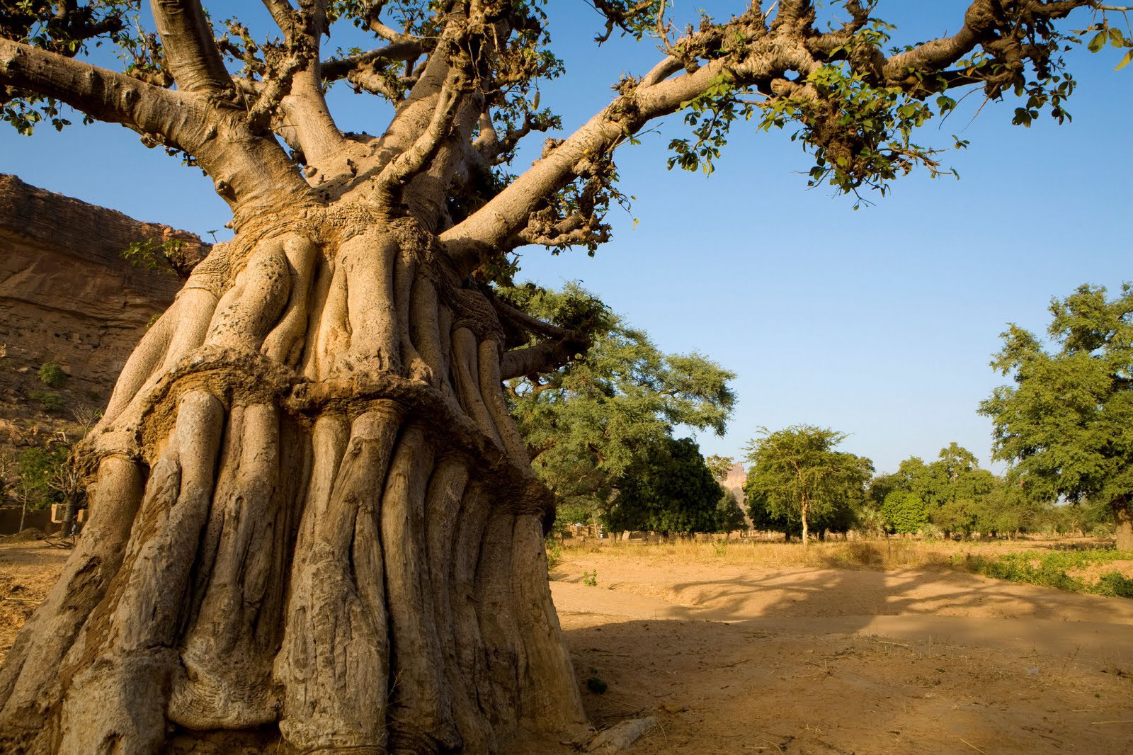 Baobab HD