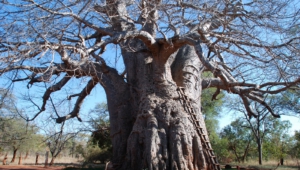 Baobab High Definition