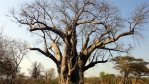 Baobab High Definition Wallpapers