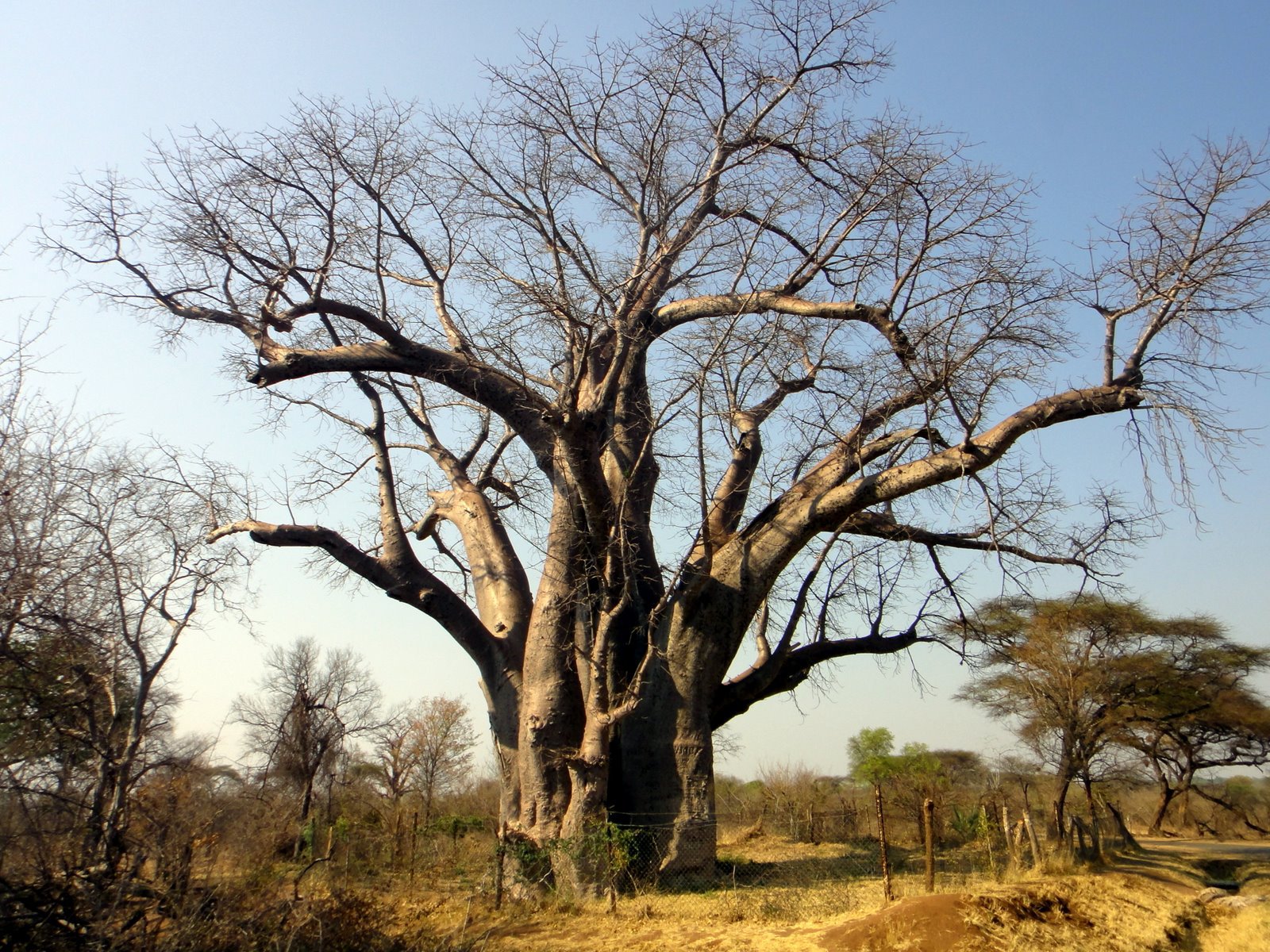 Baobab High Definition Wallpapers