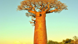 Baobab Images