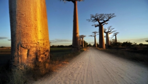 Baobab Photos