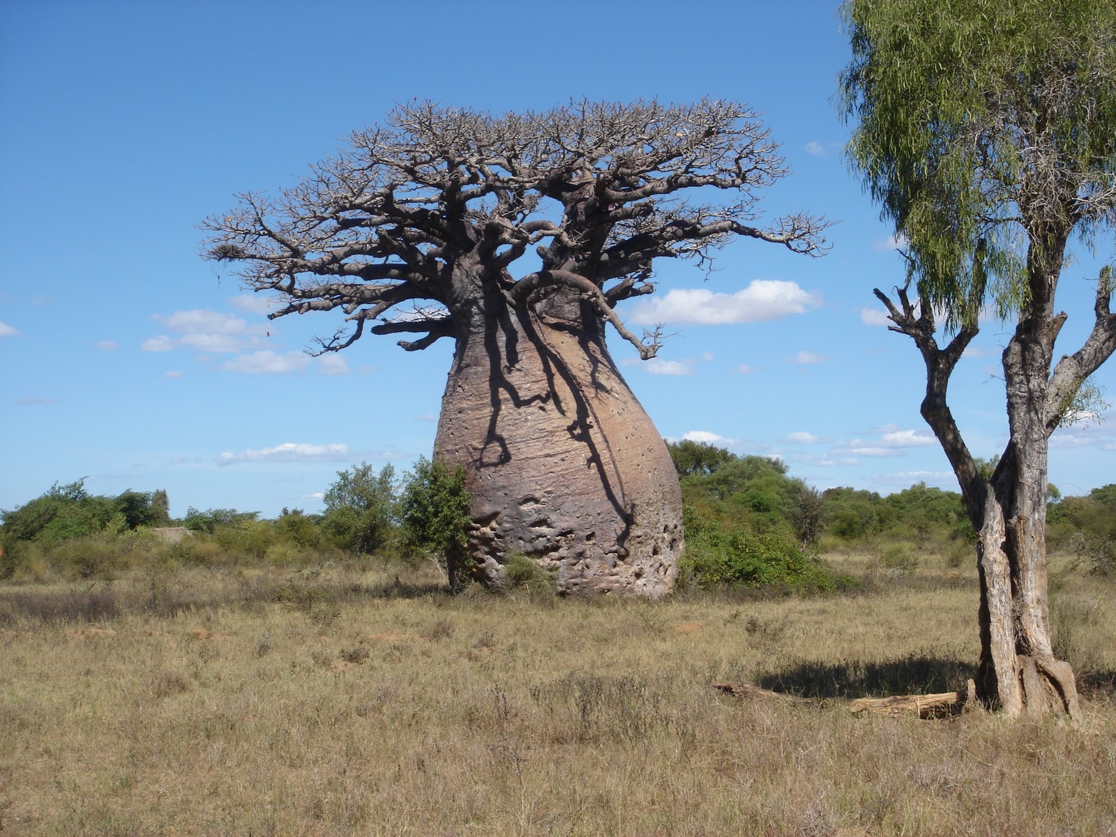 Baobab Wallpaper