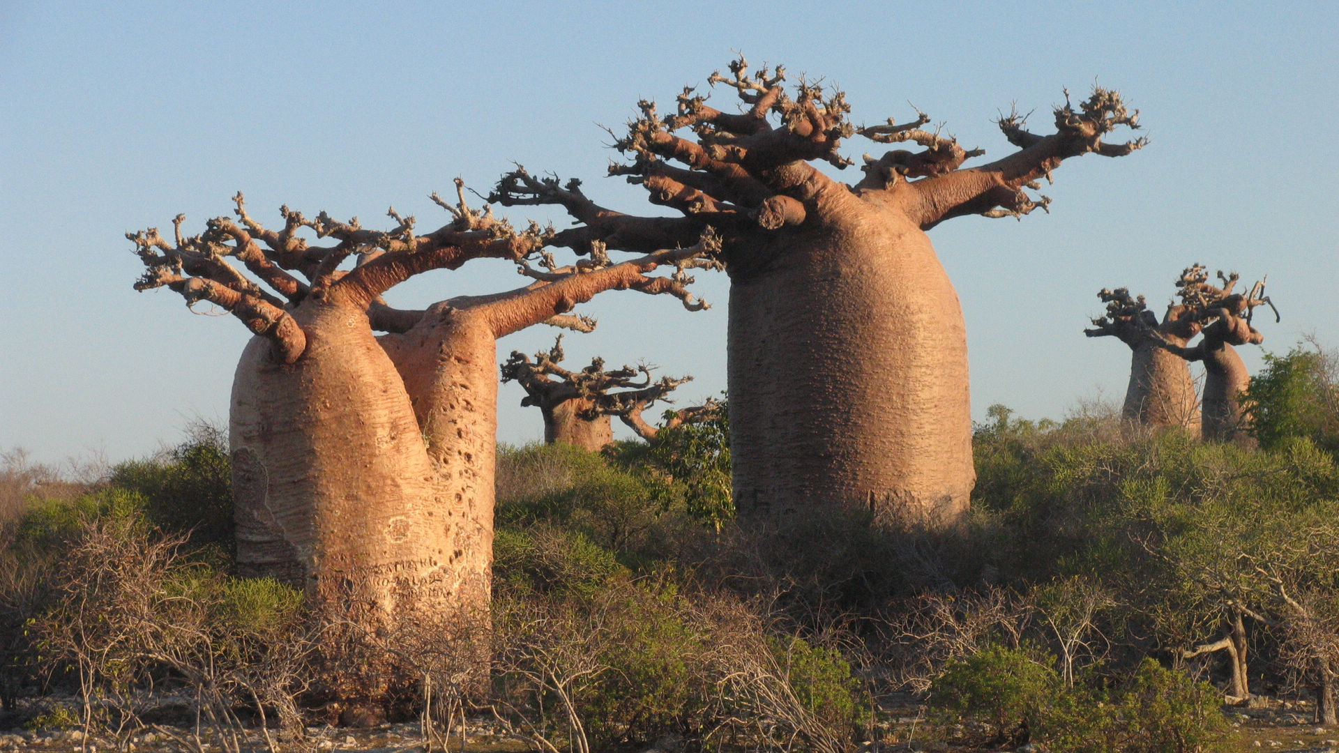 Baobab Wallpapers HD