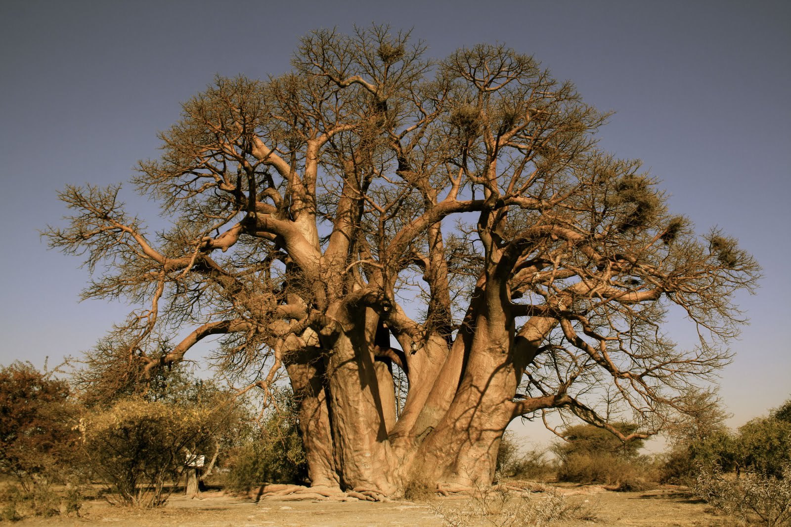 Baobab Wallpapers And Backgrounds
