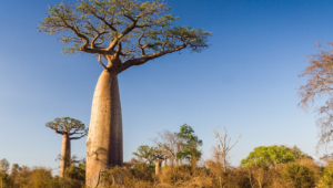 Baobab Full HD