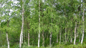 Birch Wallpapers And Backgrounds