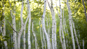 Birch Free Images