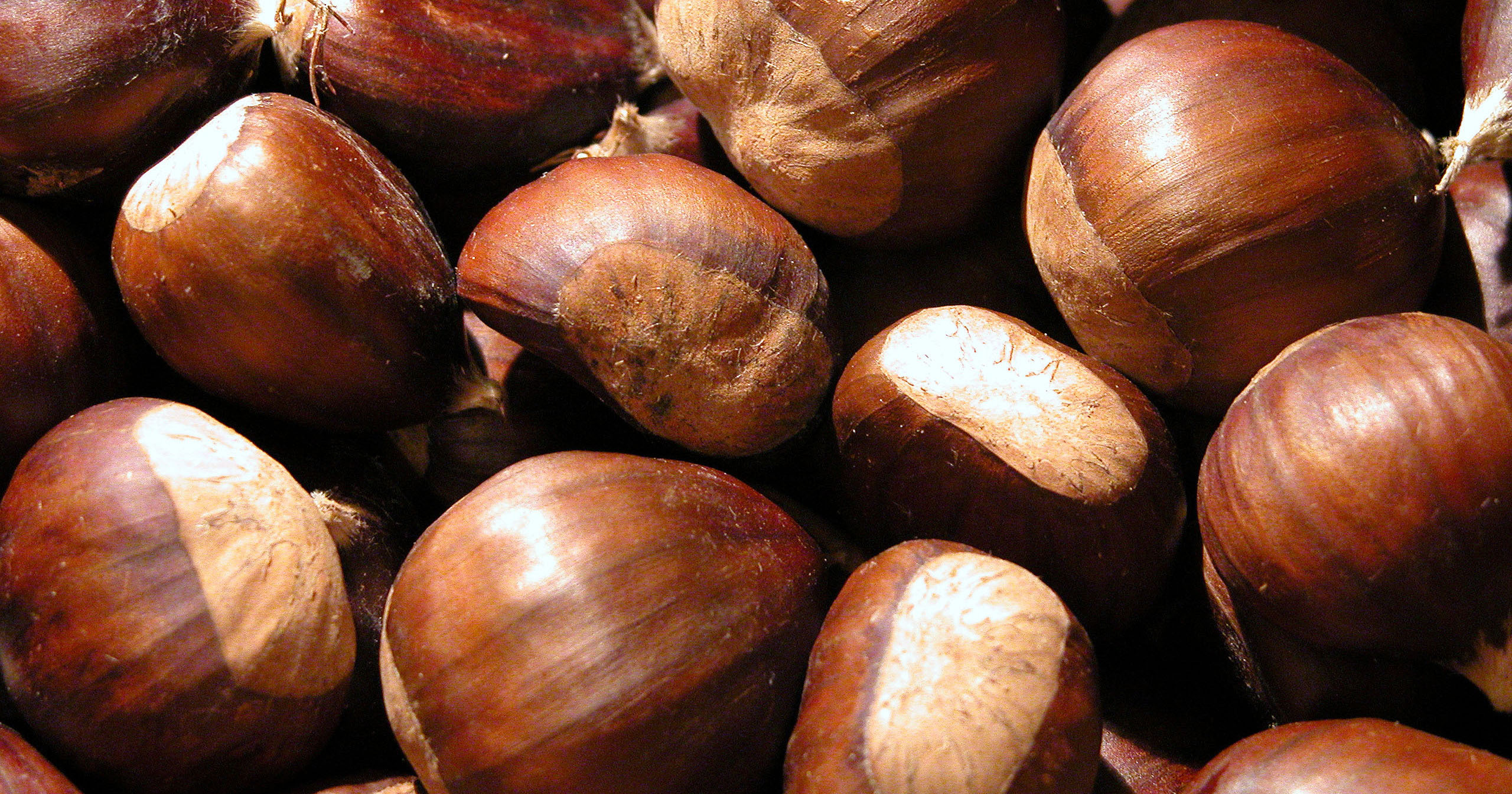 Chestnut High Definition Wallpapers