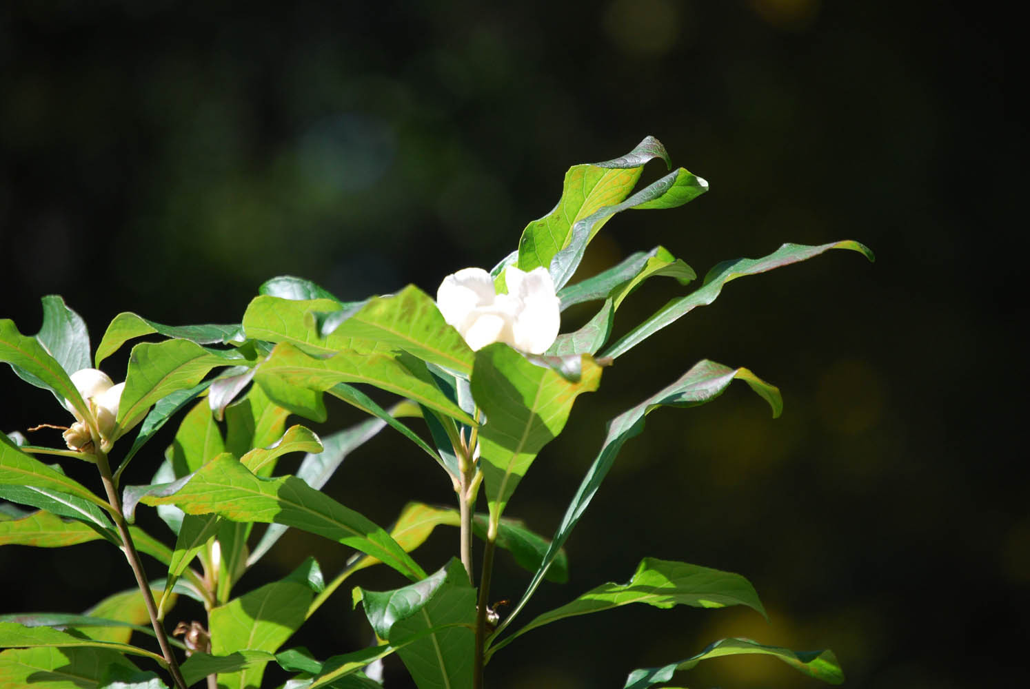 Franklinia Images