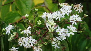 Heptacodium Miconioides High Definition Wallpapers