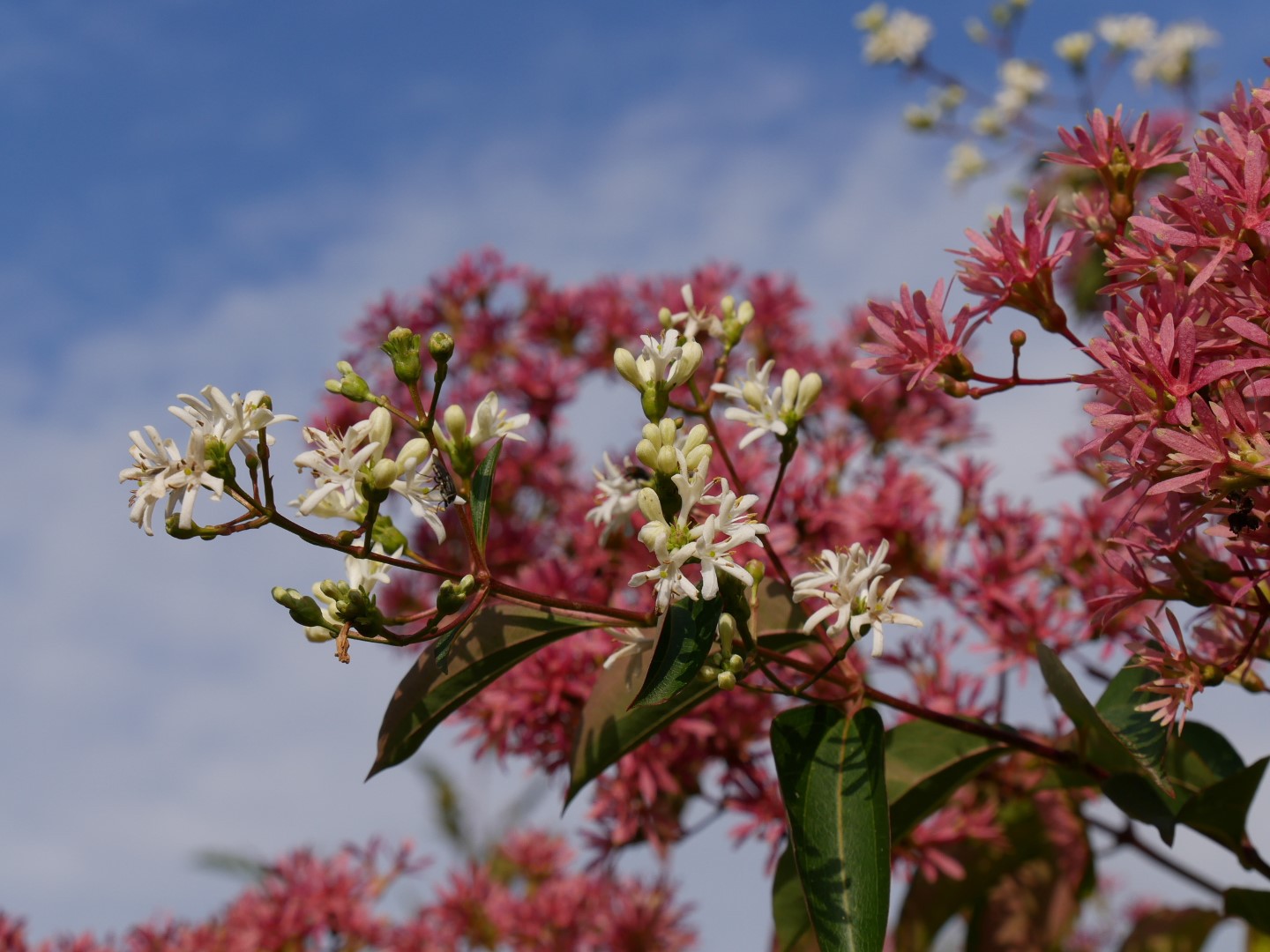 Heptacodium Miconioides High Quality Wallpapers