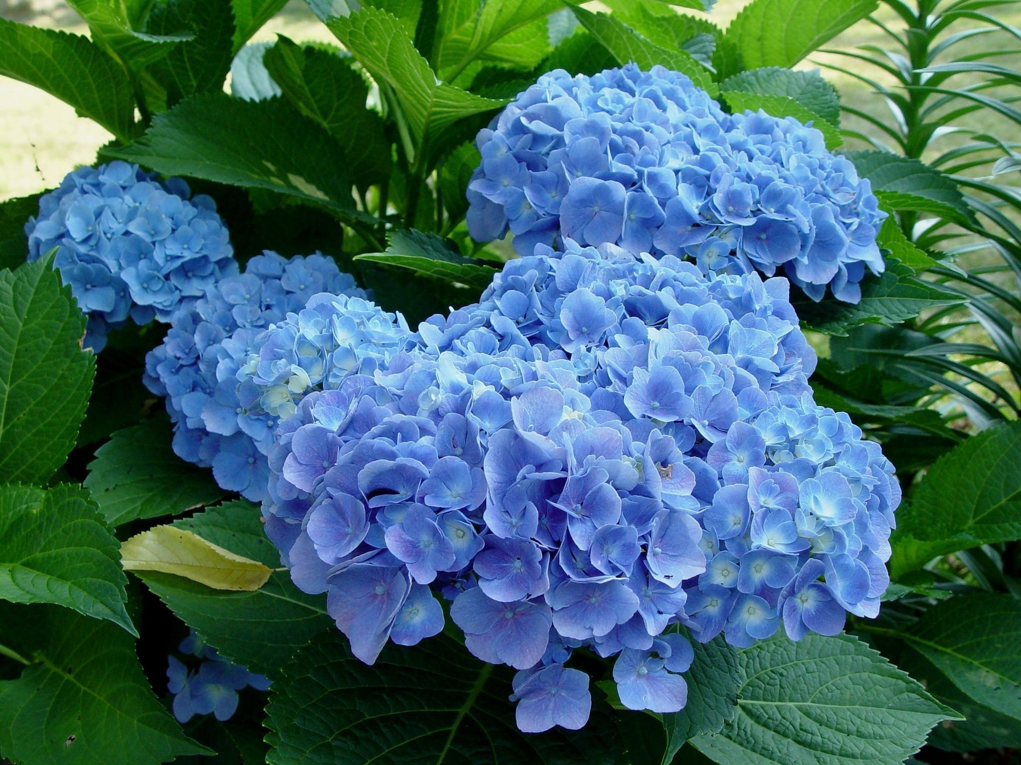 Hydrangea Wallpapers Images Photos Pictures Backgrounds