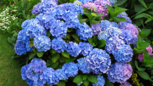 Hydrangea High Definition Wallpapers