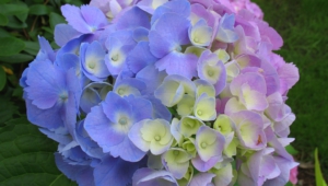 Hydrangea High Quality Wallpapers