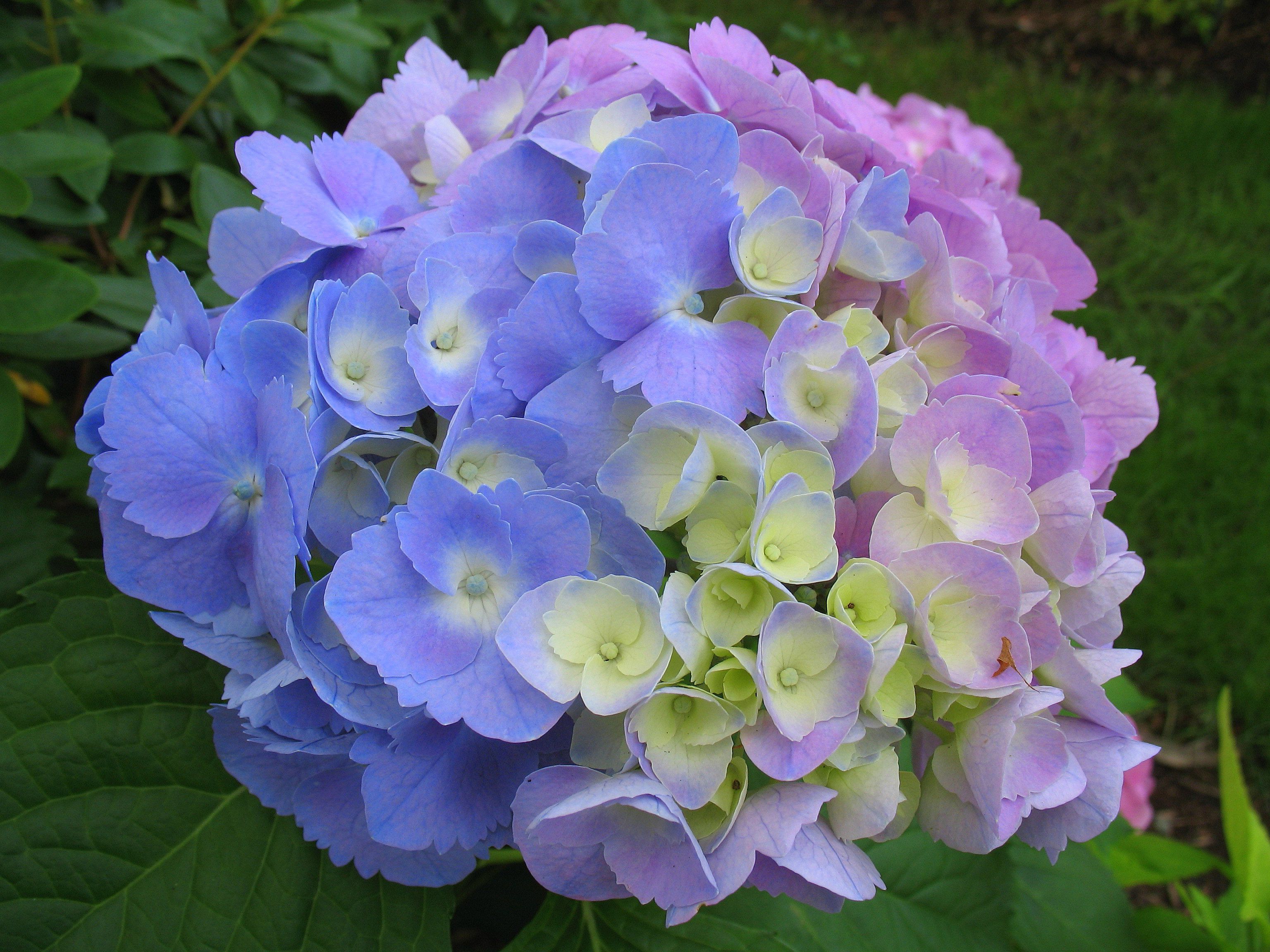 Hydrangea High Quality Wallpapers