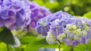 Hydrangea Wallpapers And Backgrounds