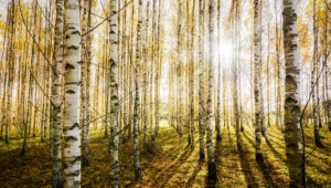 Images Of Birch