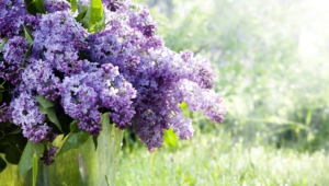 Lilac Desktop Images