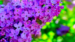 Lilac HD