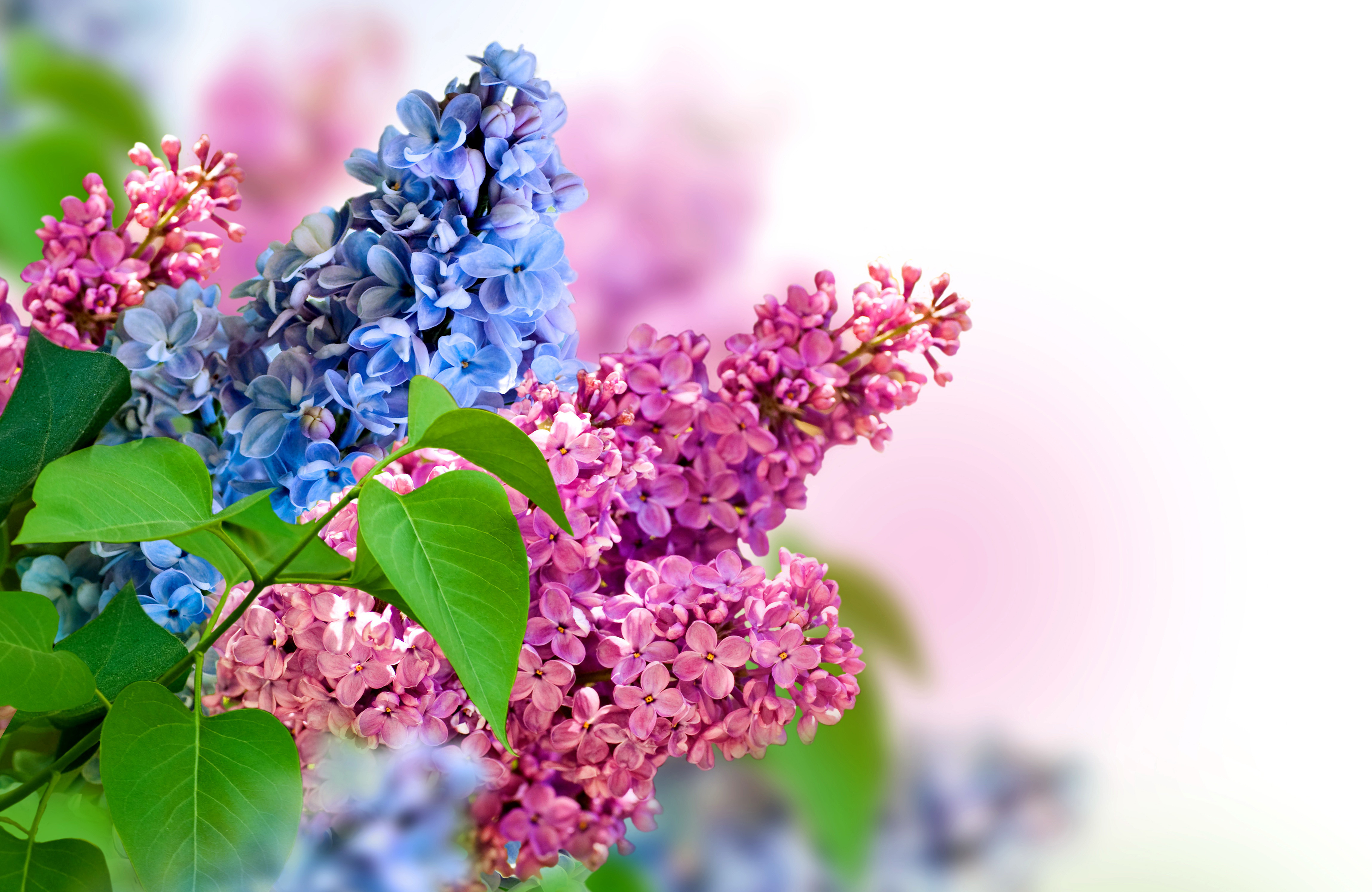 Lilac HD Background