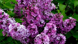 Lilac High Definition