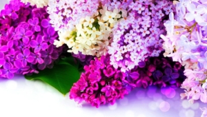 Lilac Images