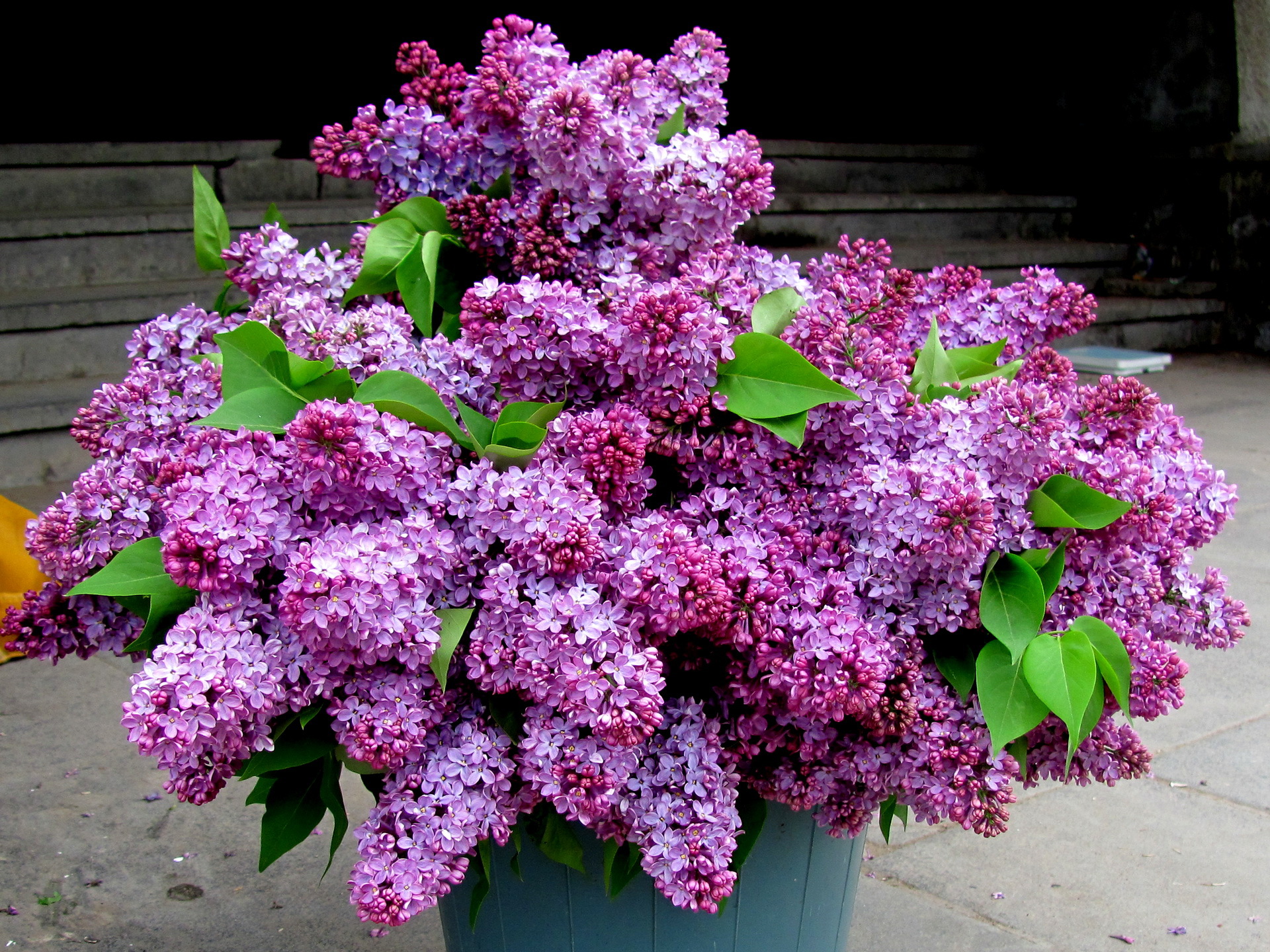 Lilac Photos