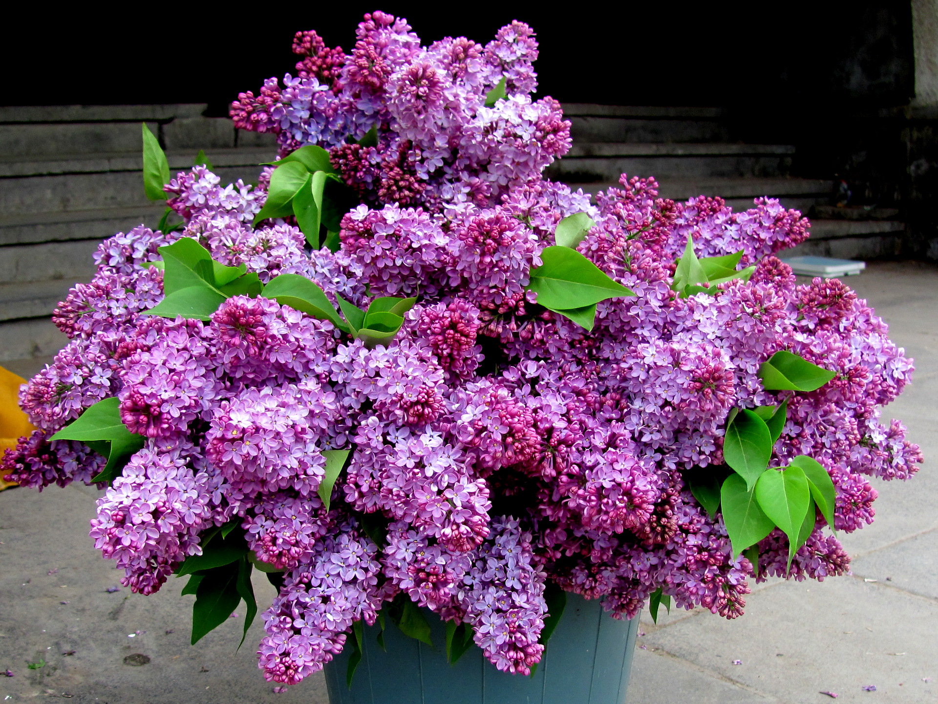 Lilac Wallpapers Images Photos Pictures Backgrounds