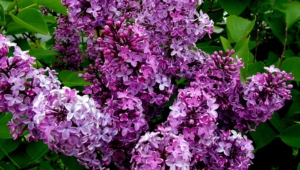 Lilac Pictures