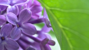 Lilac Wallpapers HD