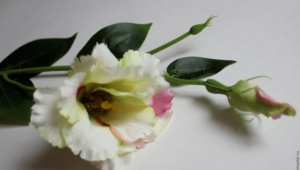 Lisianthus High Definition Wallpapers