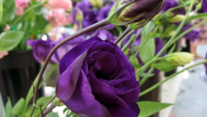Lisianthus High Quality Wallpapers