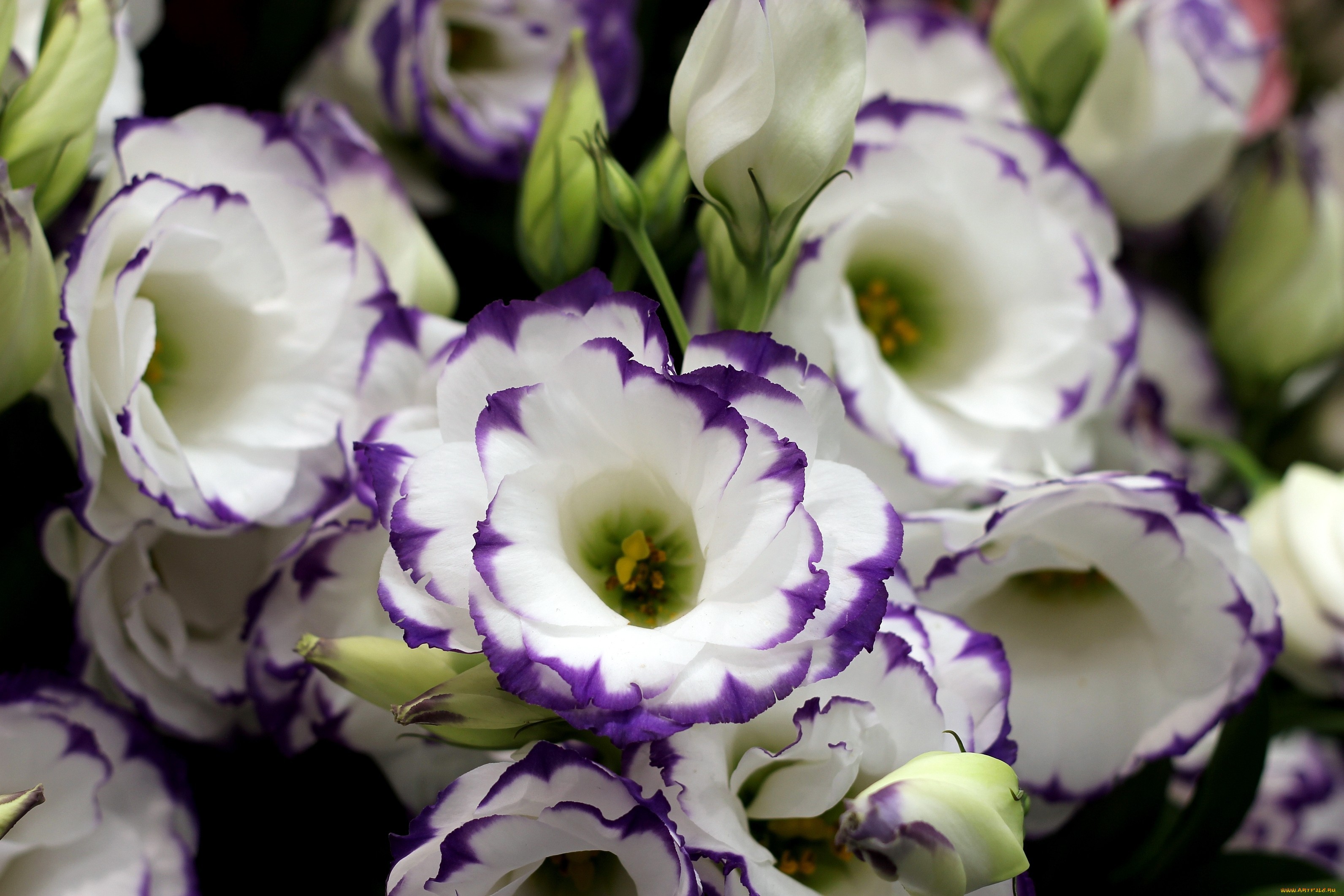 Lisianthus Wallpapers Images Photos Pictures Backgrounds