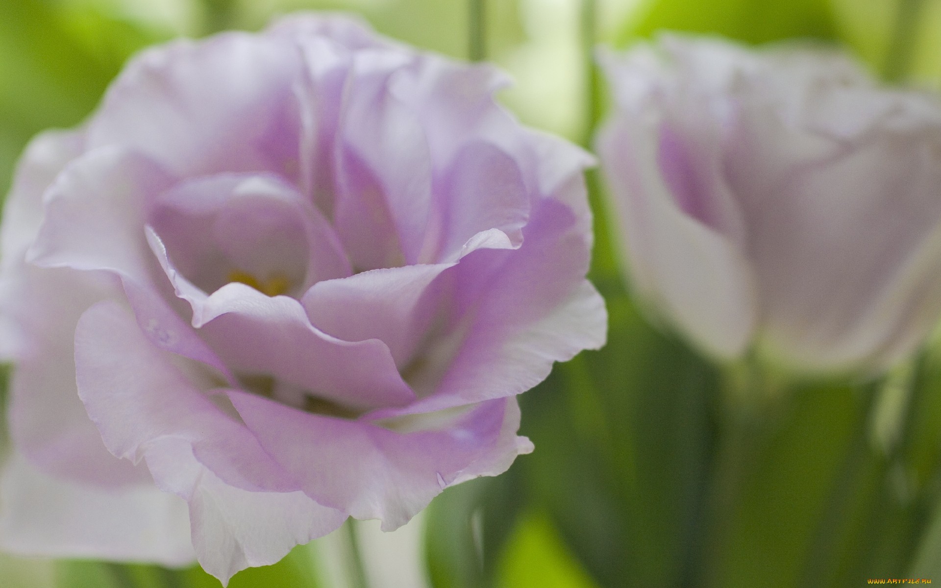 Lisianthus Wallpapers HD