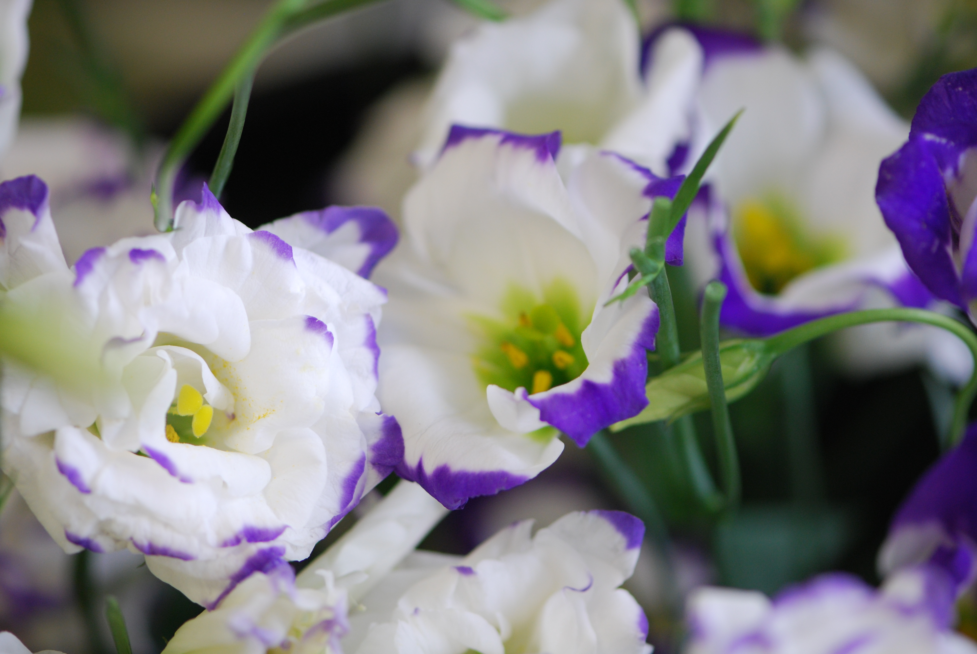 Lisianthus Wallpapers