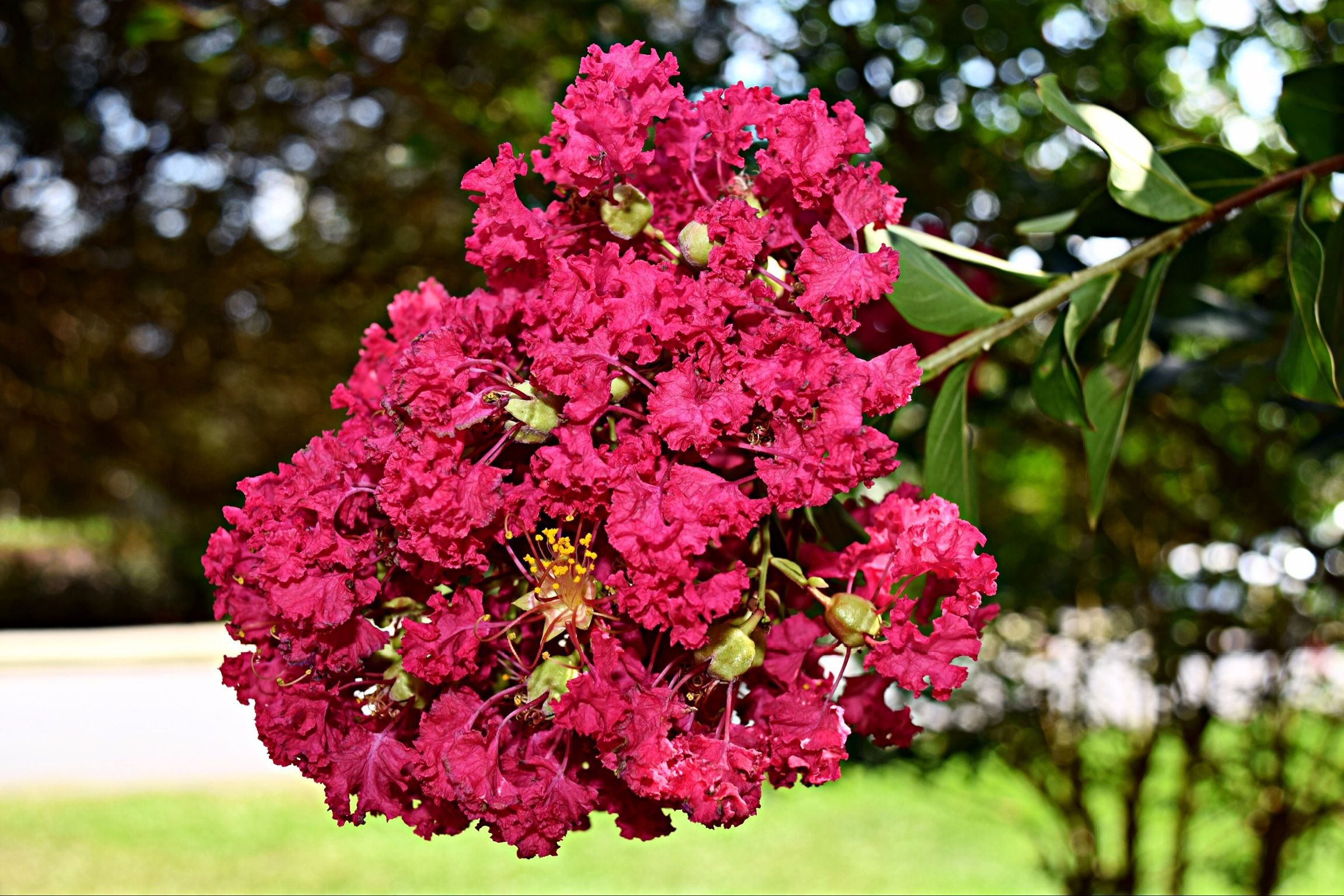 Лагерстремия. Лагерстремия ампельная. Лагерстремия Pink Crape Myrtle. Лагерстремия карлик Pink grape. Лагерстремия карликовая Pink grape Myrtle.