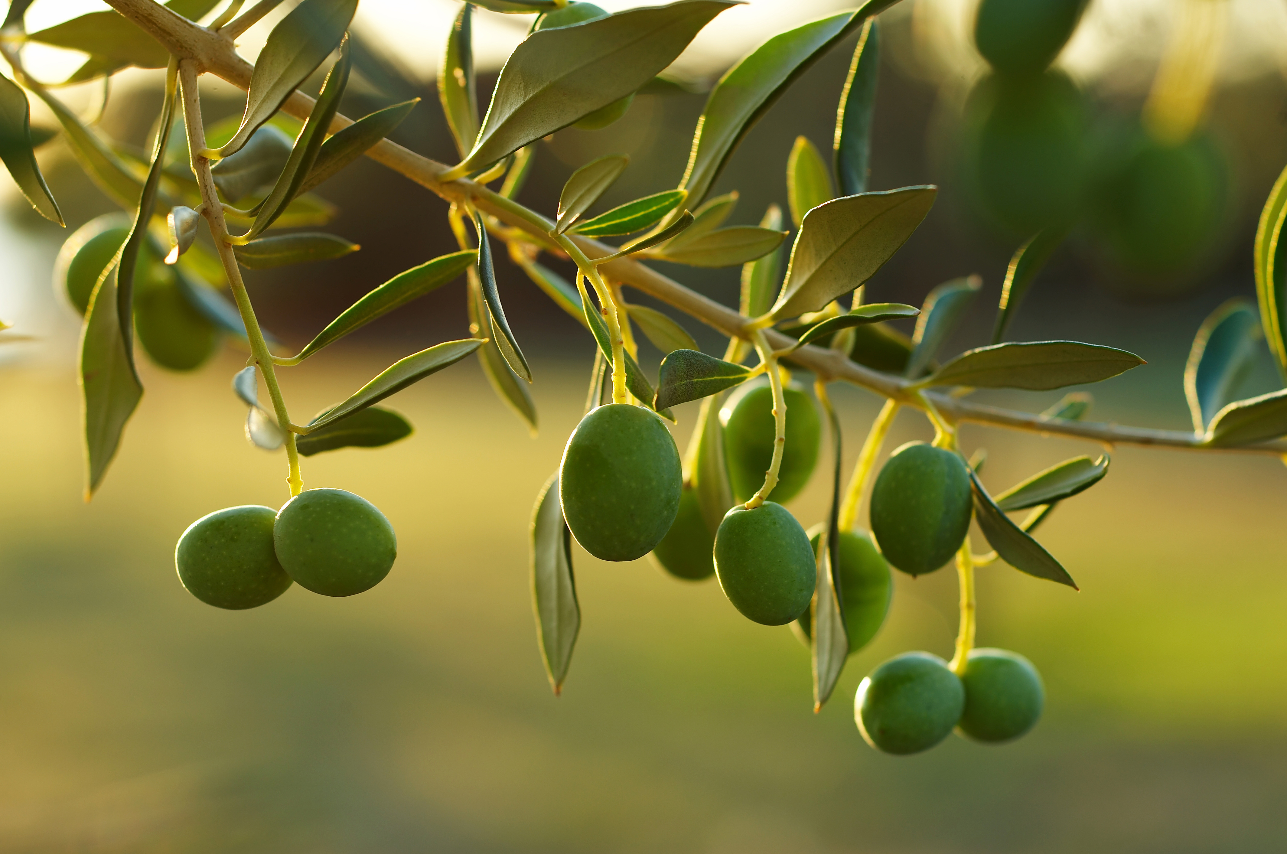 Olive HD Background