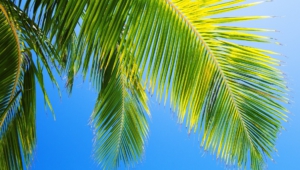 Palm Wallpapers