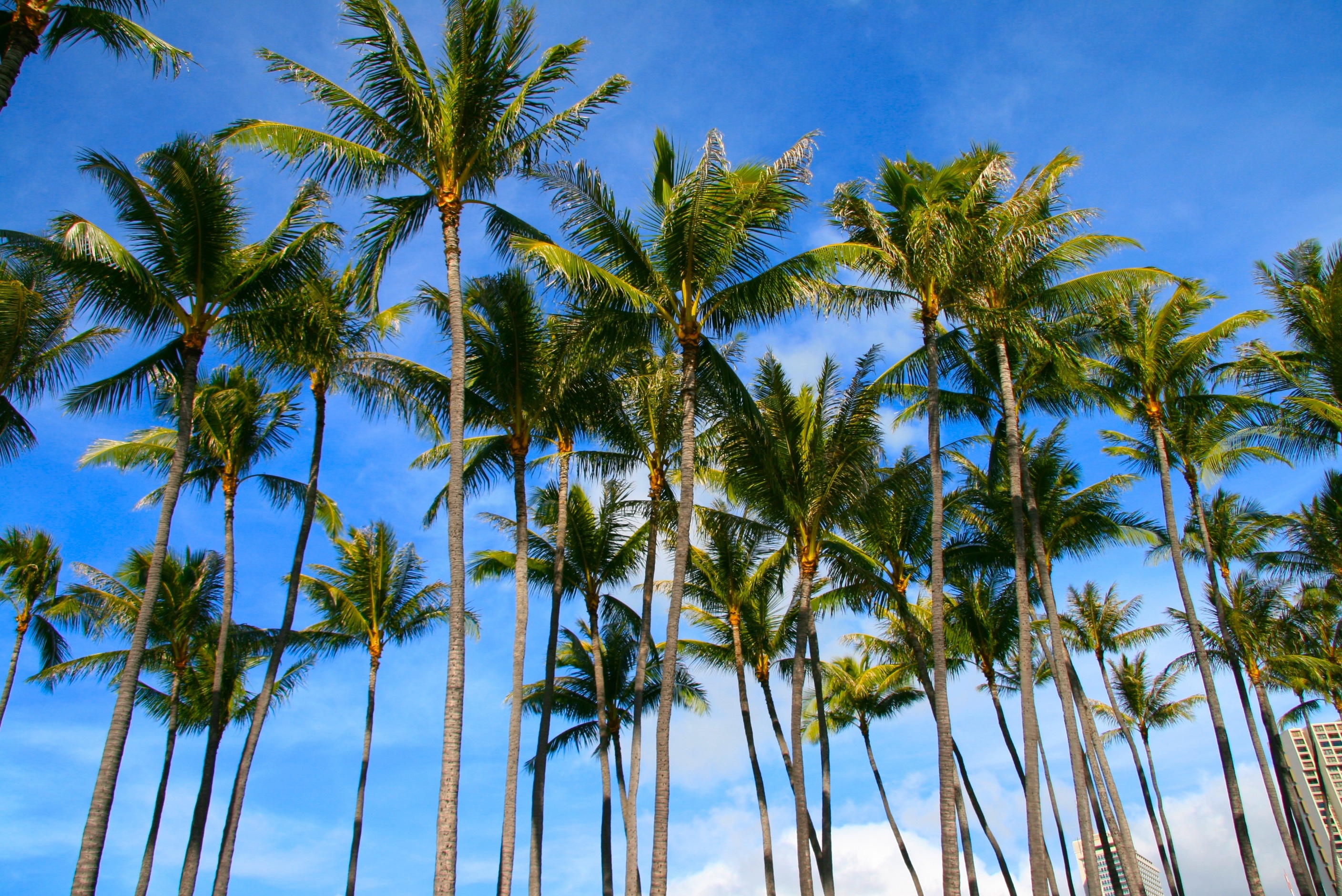Palm Wallpapers HD