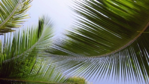 Palm Wallpapers HQ