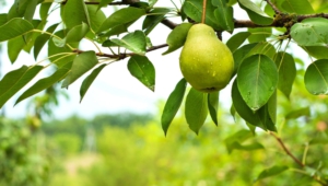 Pear Tree High Definition Wallpapers