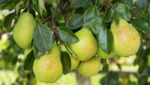 Pear Tree Images