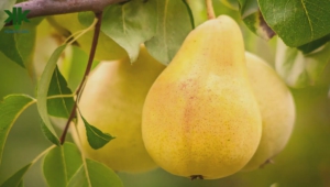Pear Tree Photos