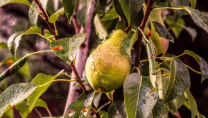 Pear Tree Wallpaper