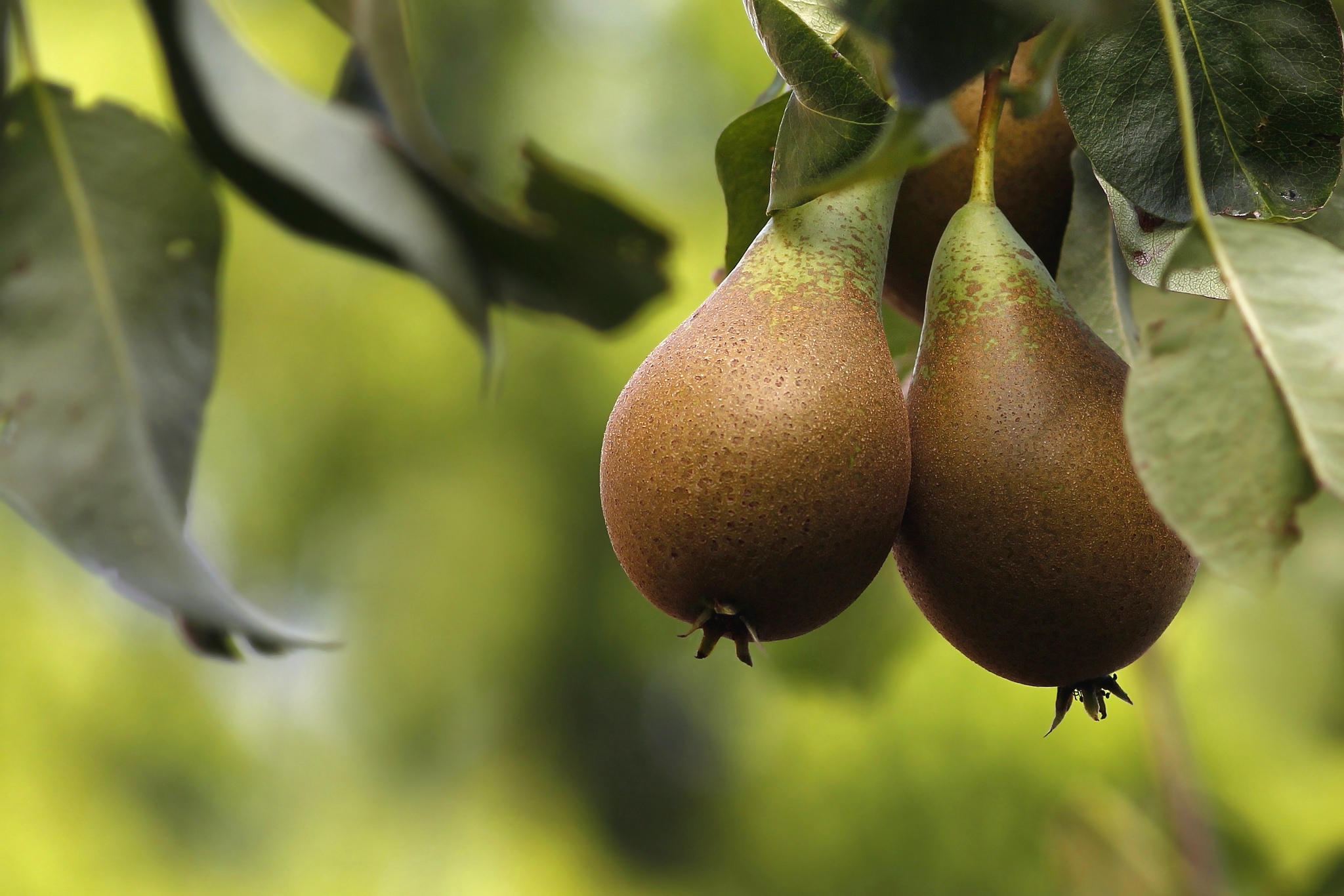 Pear tree Wallpapers Images Photos Pictures Backgrounds