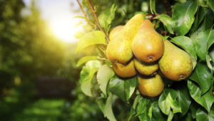 Pear Tree Widescreen
