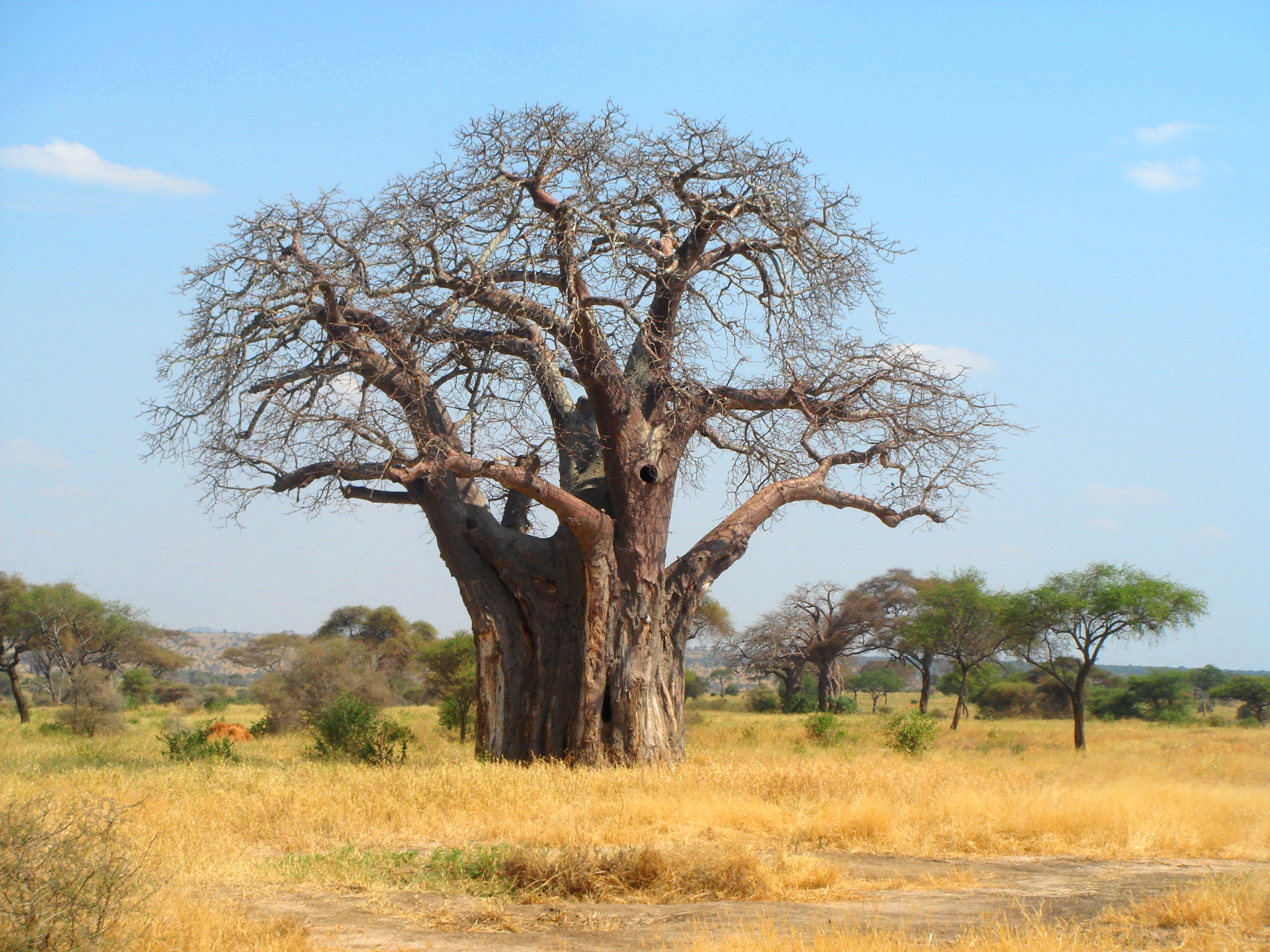 Pictures Of Baobab