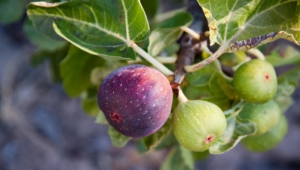Pictures Of Fig