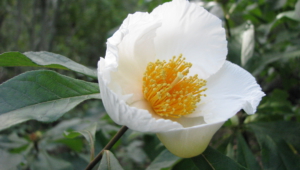 Pictures Of Franklinia